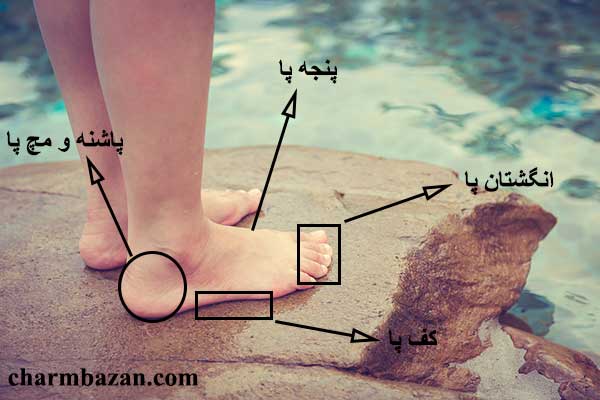 پا چیست؟ - قسمت های مختلف پا